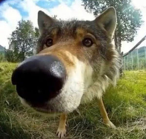 Meet your Posher, Jayden